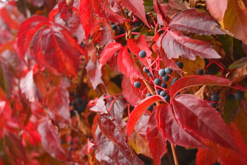 Девичий виноград Parthenocissus quinquefolia