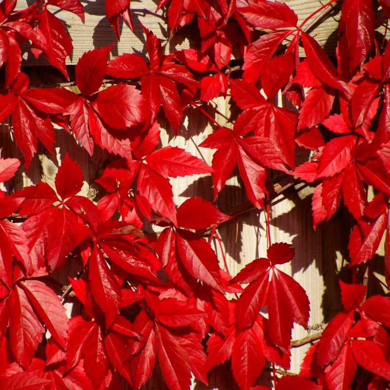 Девичий виноград пятилисточковый (виргинский) (Parthenocissus quinquefolia)