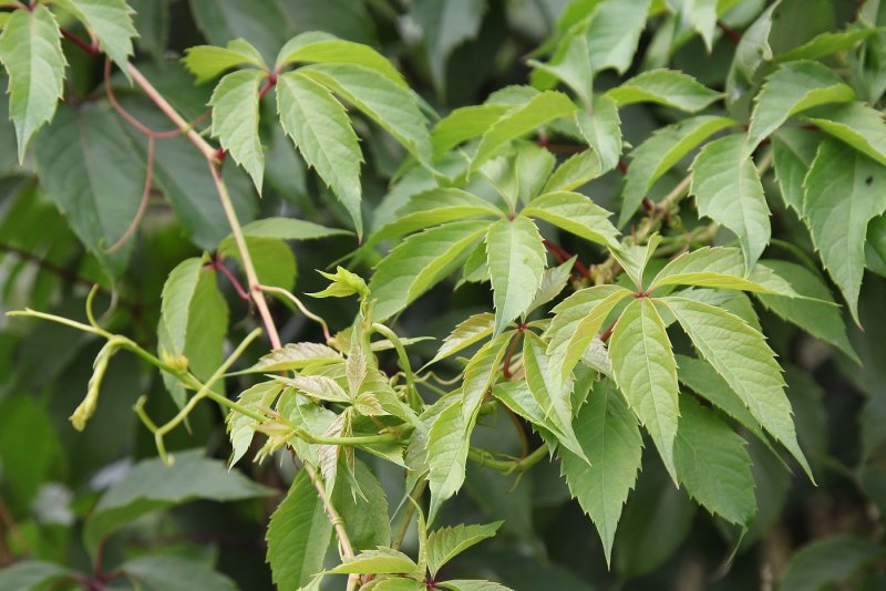 Виноград девичий (Parthenocissus inserta) Parthenocissus inserta