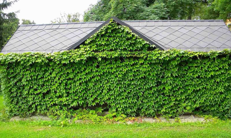 Виноград девичий (Parthenocissus inserta)