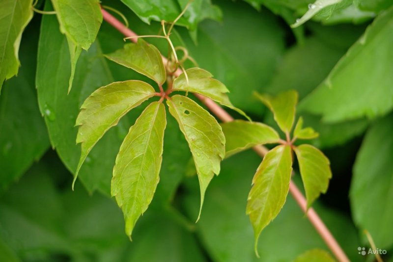 Виноград девичий пятилисточковый Parthenocissus quinquefolia