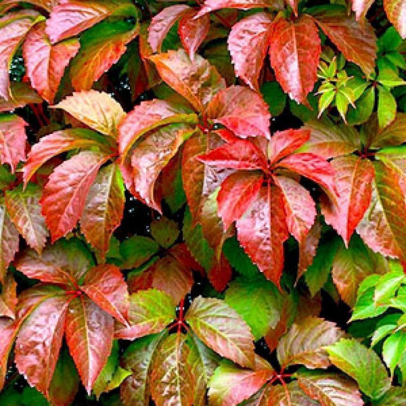 Девичий виноград Parthenocissus quinquefolia