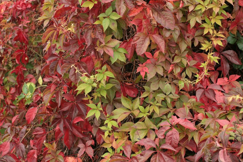 Виноград девичий пятилисточковый Parthenocissus quinquefolia
