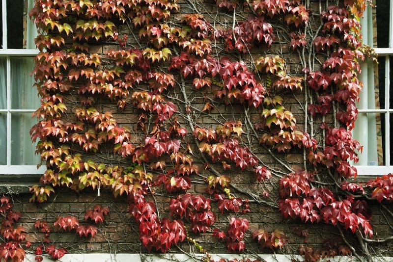 Виноград де́вичий Parthenocissus стенной