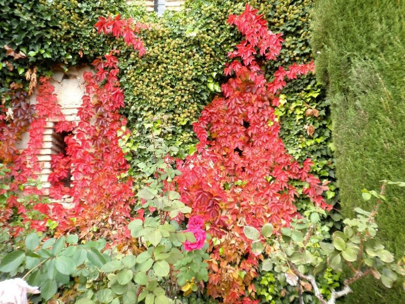 Parthenocissus tricuspidata 'Fenway Park'