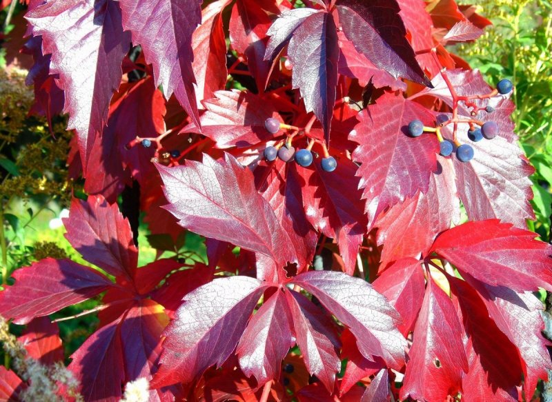 Девичий виноград пятилисточковый (виргинский) (Parthenocissus quinquefolia)