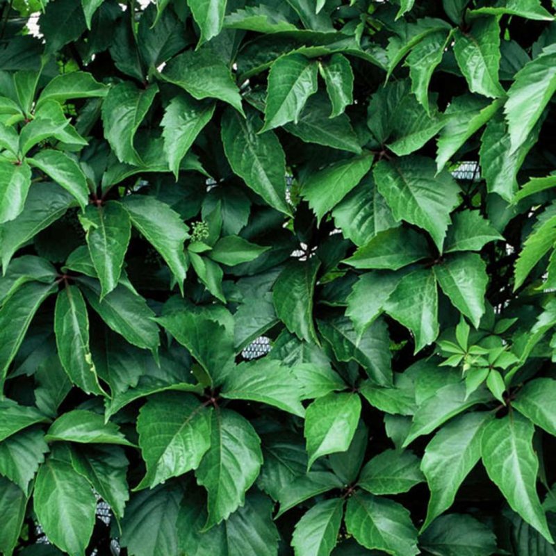 Девичий виноград Parthenocissus quinquefolia