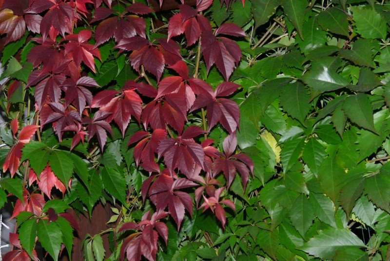 Девичий виноград пятилисточковый (виргинский) (Parthenocissus quinquefolia)