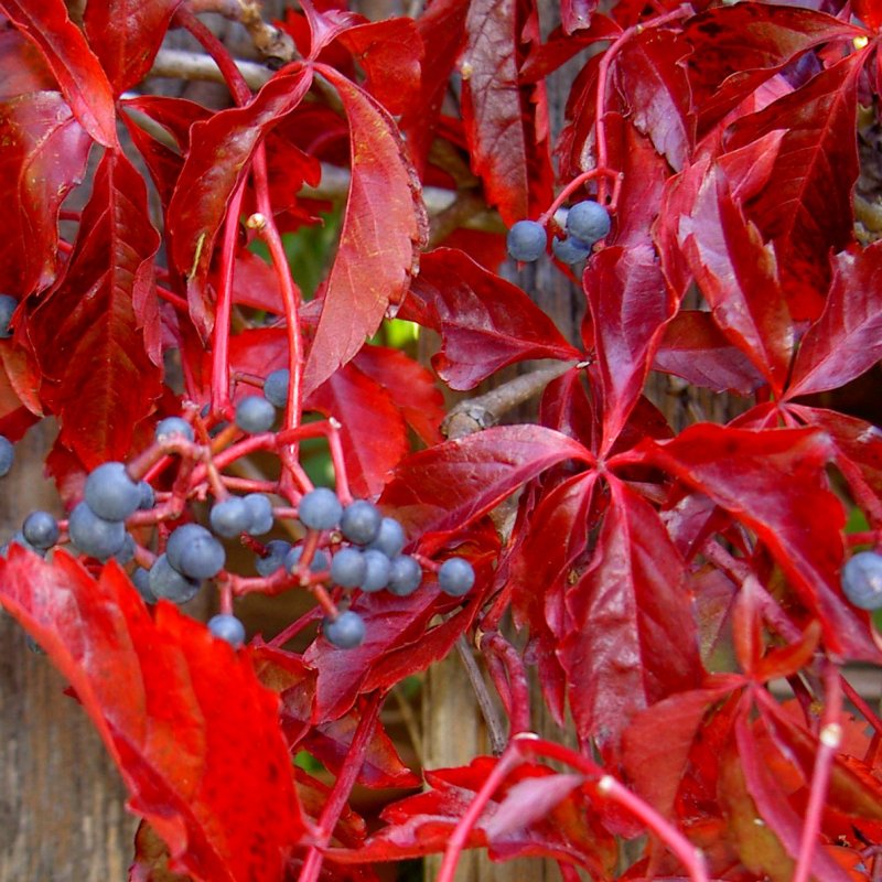 Parthenocissus quinquefolia engelmannii девичий виноград пятилисточковый Энгельманна