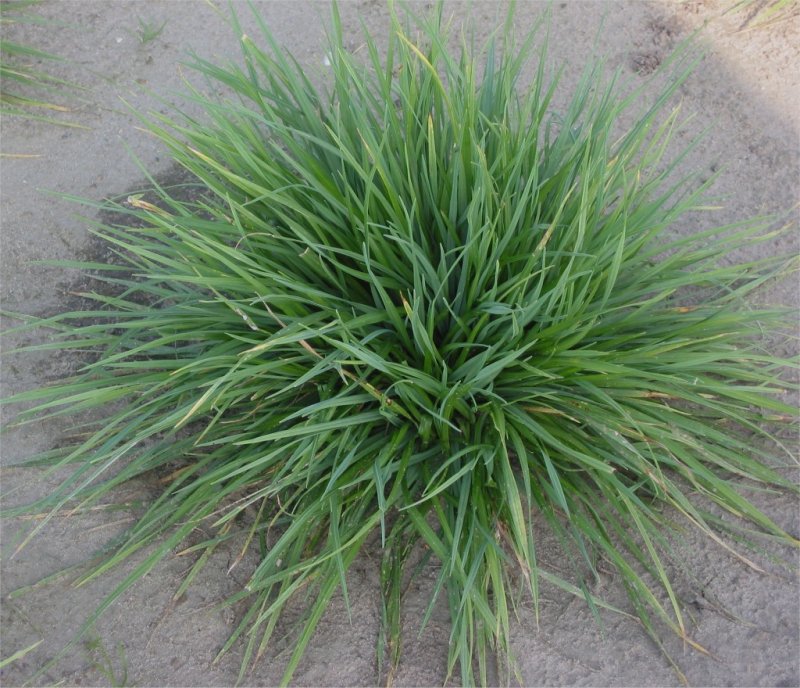 Ламаркия золотистая (Lamarckia Aurea)