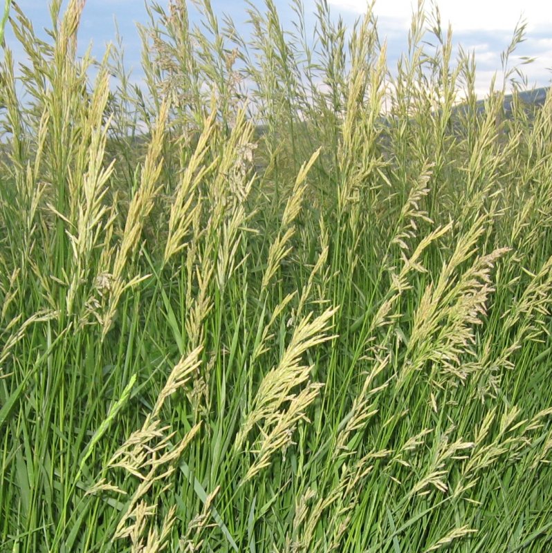 Шандра котовниколистная