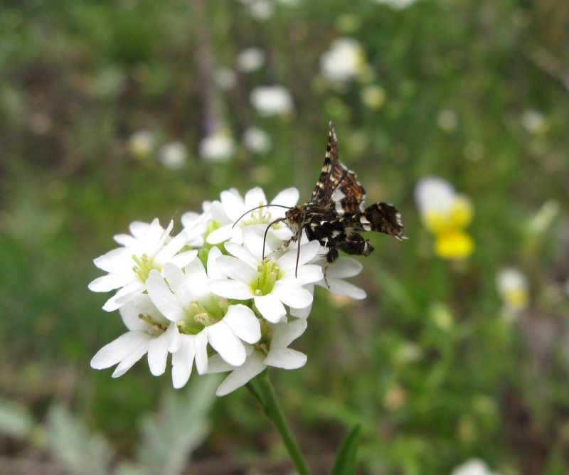 Каменка (Oenanthe leucopyga),