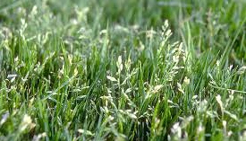 Sesleria caerulea