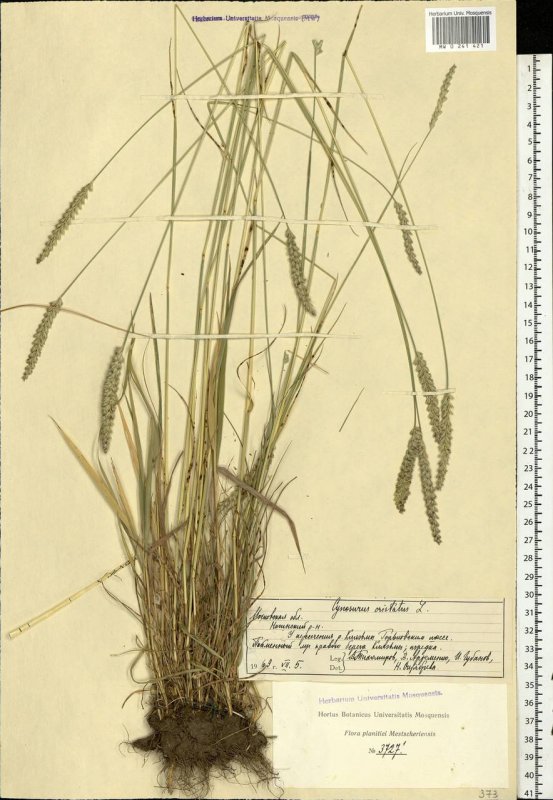 Cynosurus cristatus l. рисунок