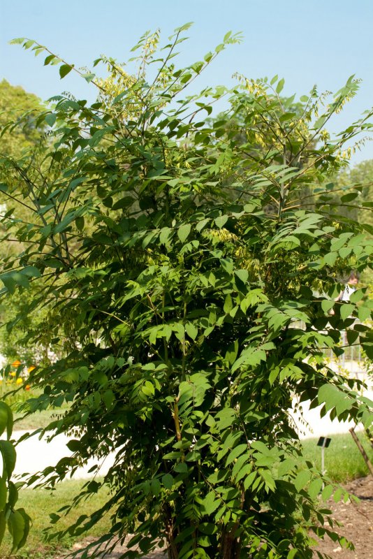 Epimedium Фаргеза fargesii