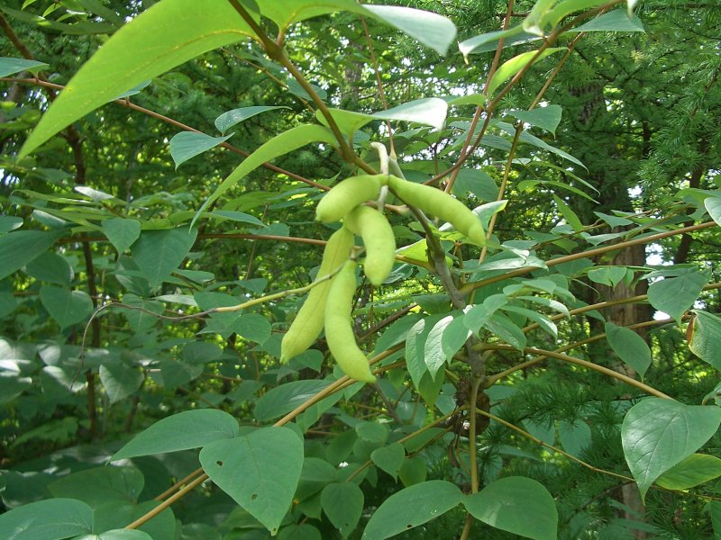 Decaisnea fargesii Seeds