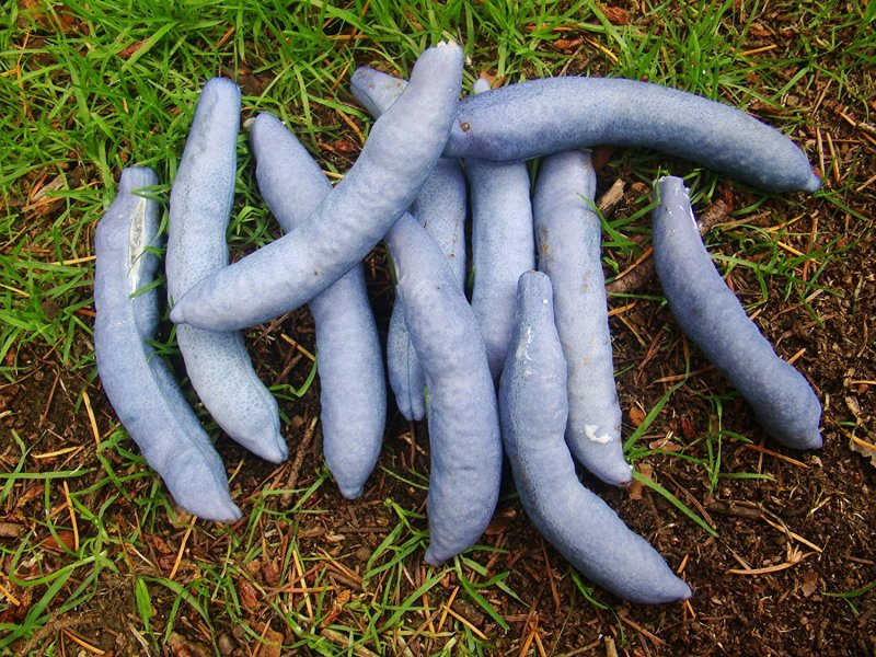 Decaisnea insignis