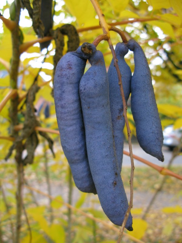 Decaisnea fargesii Seeds