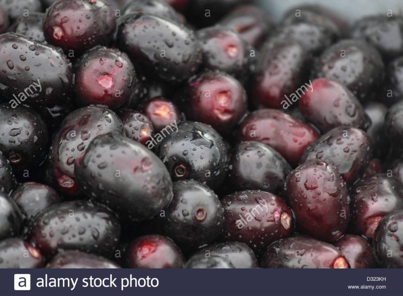 Syzygium Jambolanum растение