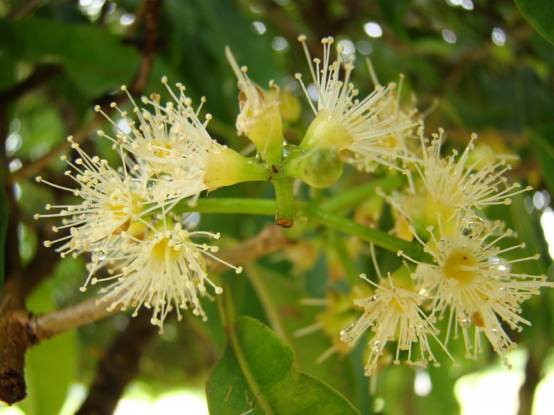 Syzygium Pyramid дерево