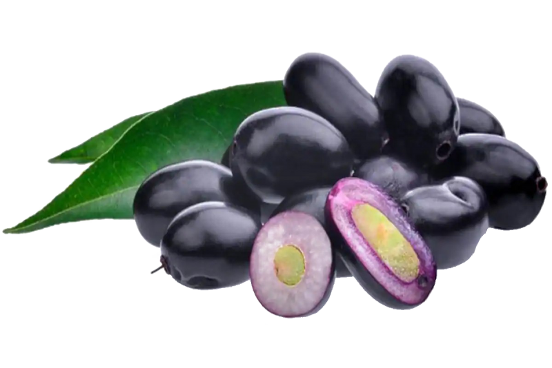 Syzygium cordatum