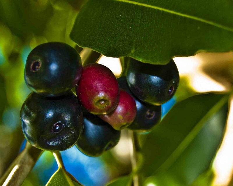 Syzygium cumini