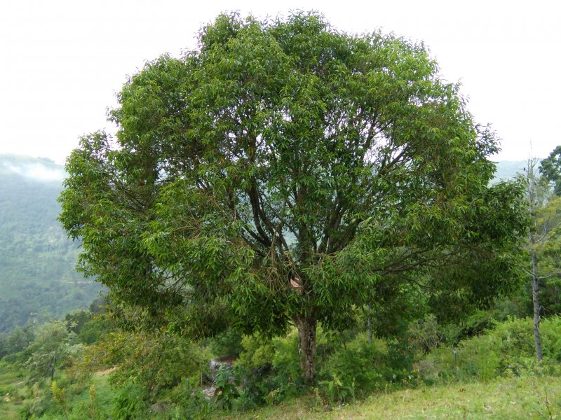 Java Plum ягоды