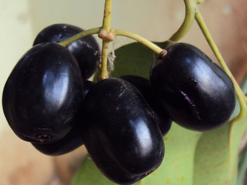 Eugenia jambolana