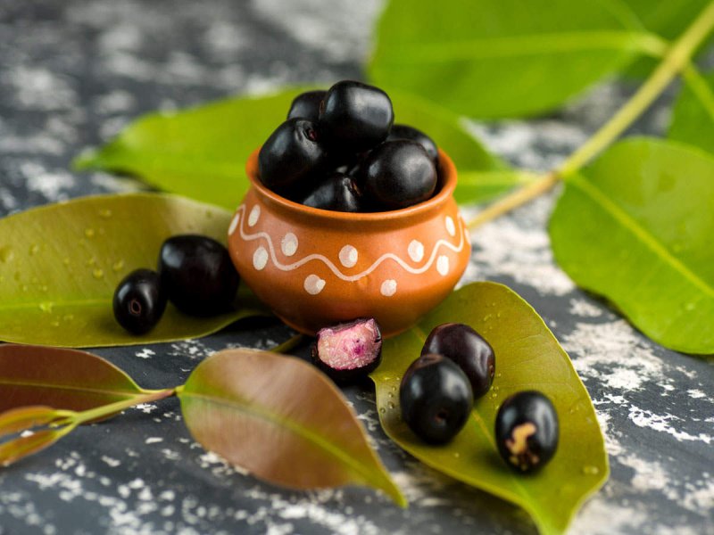 Syzygium cumini (Green Leaf)(Edible Fruit)(seedling). Again