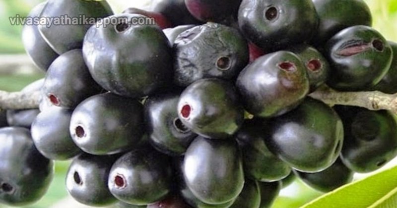 Black Plum
