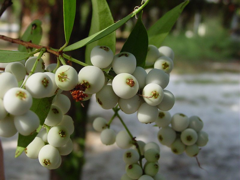 Java Plum ягоды