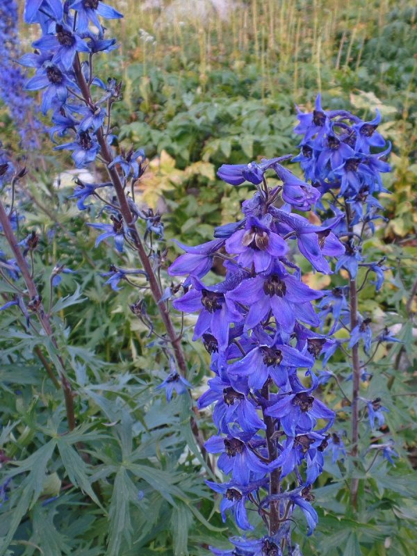 Delphínium elátum живокость высокая