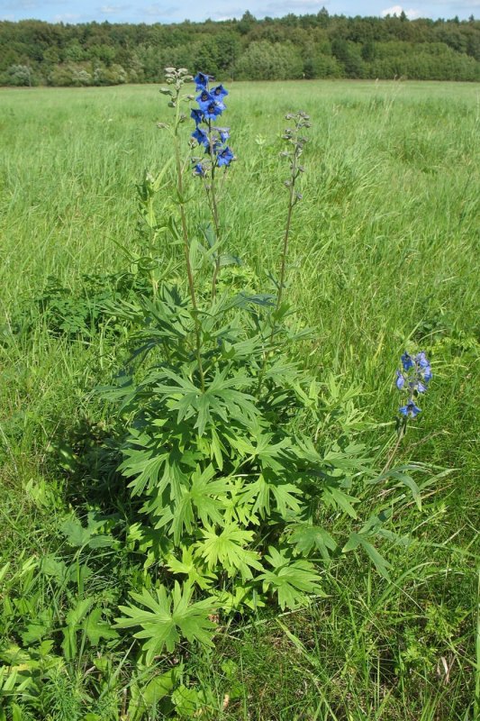 Живокость Литвинова (Delphinium litwinovii