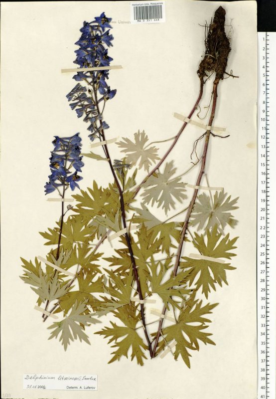 Delphinium cuneatum