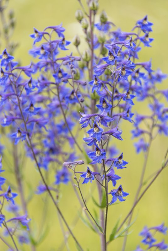• Живокость клиновидная (Delphinium cuneatum Stev. Ex DC.)