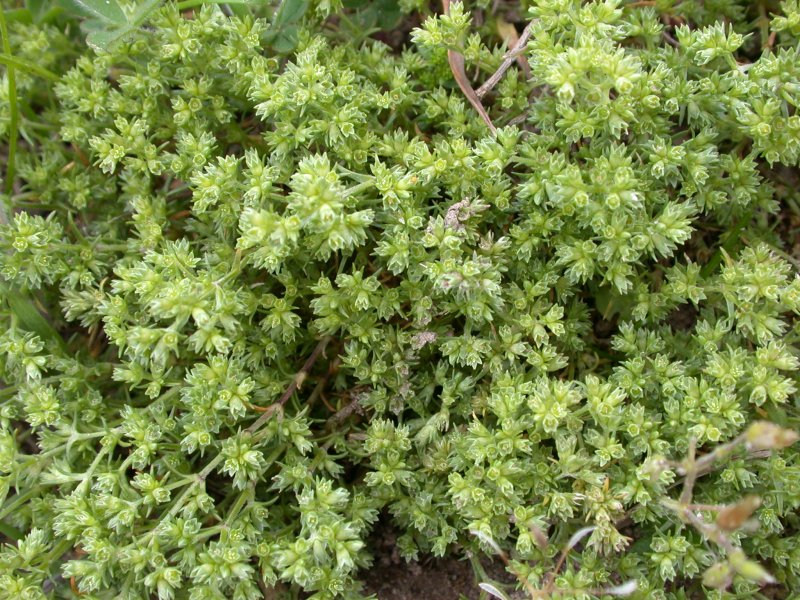 Дивала однолетняя (65 фото)