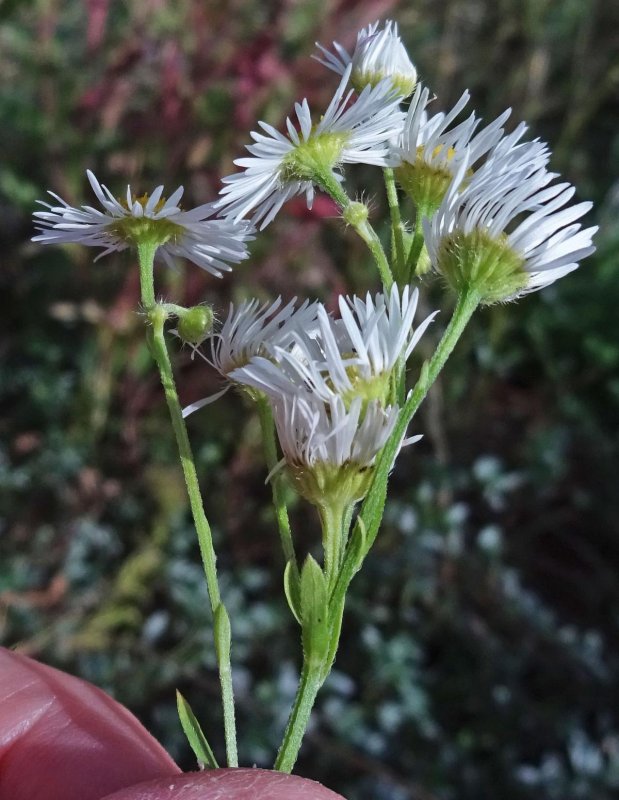 Erigeron luteus