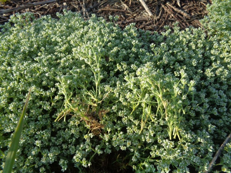 Scleranthus perennis