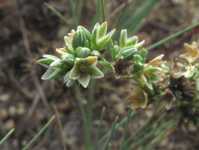 Scleranthus neglectus