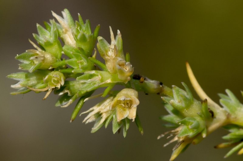 Scleranthus annuus