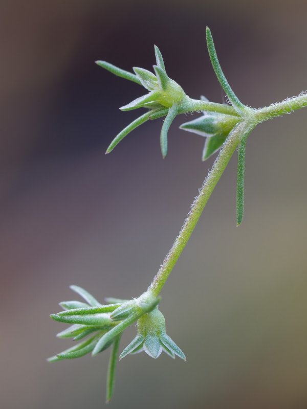 Дивала однолетняя (Scleranthus annuus)