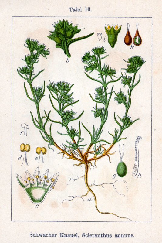 Scleranthus annuus