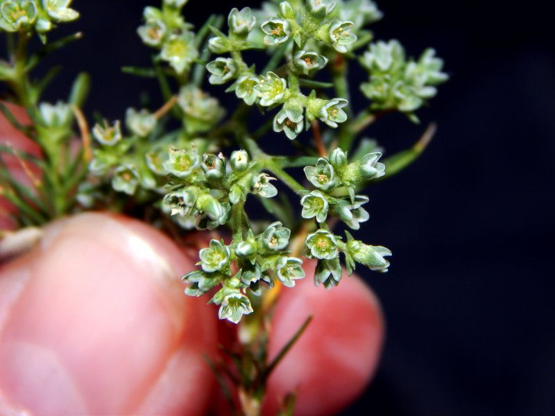 Scleranthus дивала