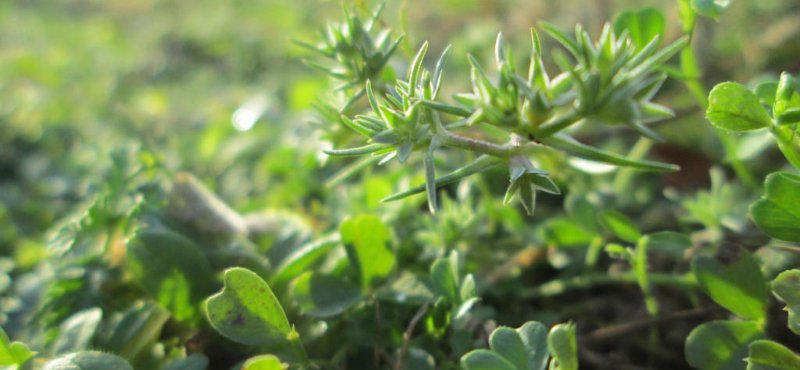 Scleranthus annuus