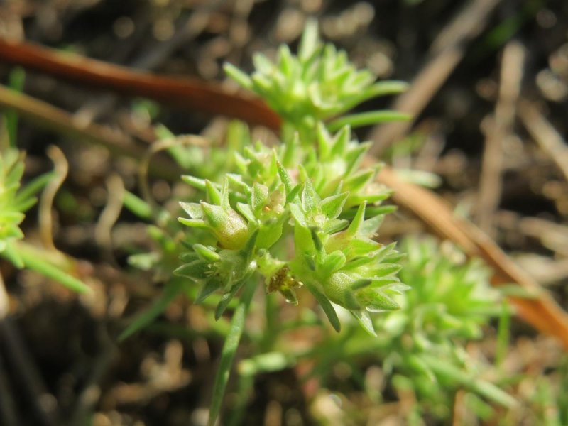 Scleranthus annuus
