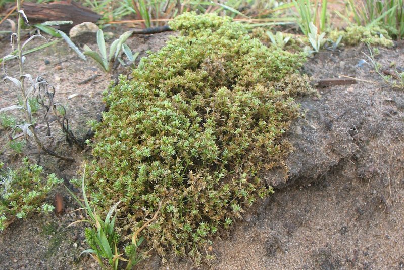 Scleranthus perennis