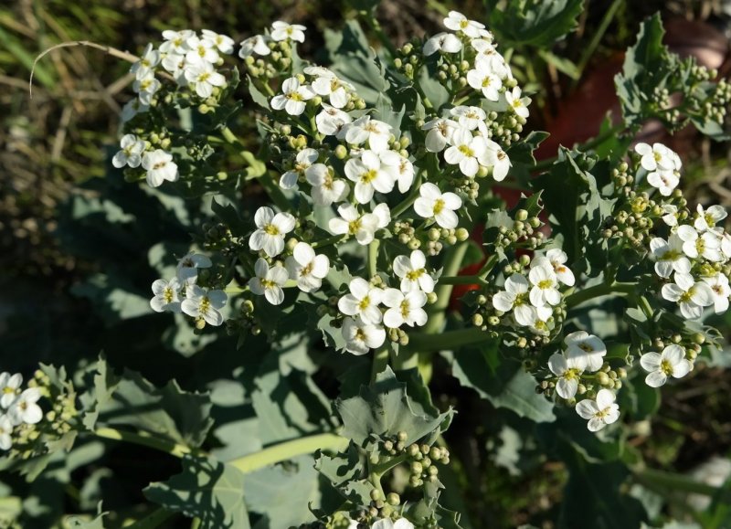 Crambe maritima