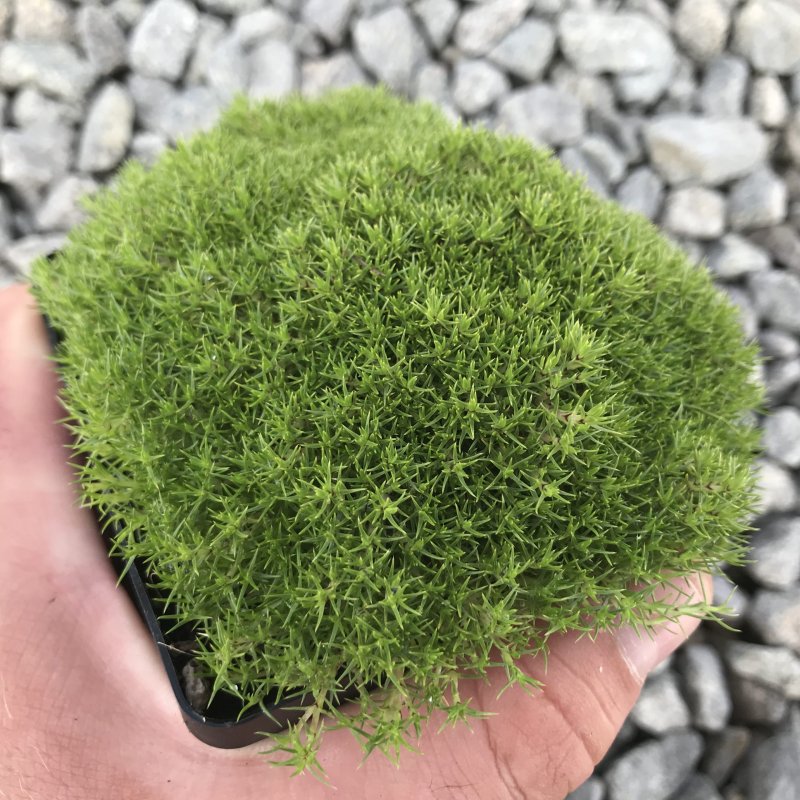 Kyllinga monocephala
