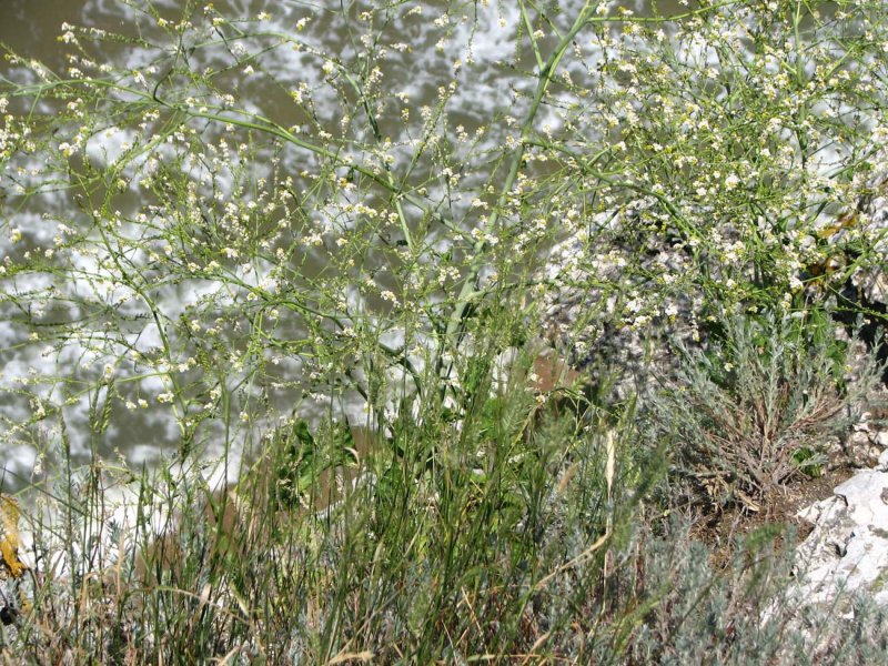 Катран кустарниковый (Crambe fruticosa)