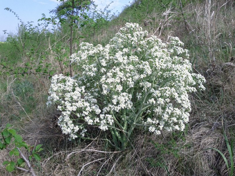 Crambe cordifolia